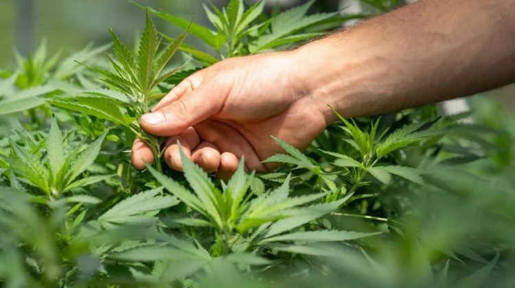 Kanabis në pyll, arrestohet 27-vjeçari në Mirditë, në kërkim bashkëpunëtori i tij/ Nis hetimi edhe për kryeplakun e fshatit