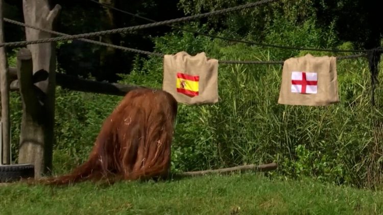 Video/ Orangutangu Walter parashikon finalen, ja kush e fiton kupën e Euro 2024 