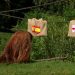 Video/ Orangutangu Walter parashikon finalen, ja kush e fiton kupën e Euro 2024 
