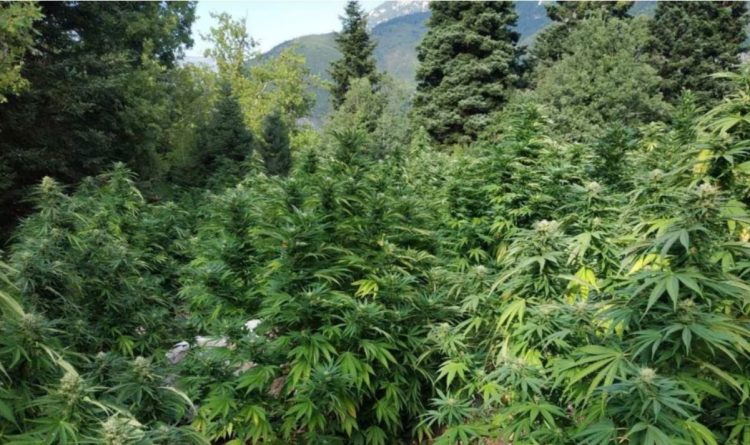VOA: Veriu i Shqipërisë, zona ku është më i përhapur fenomeni i kultivimit të bimëve narkotike