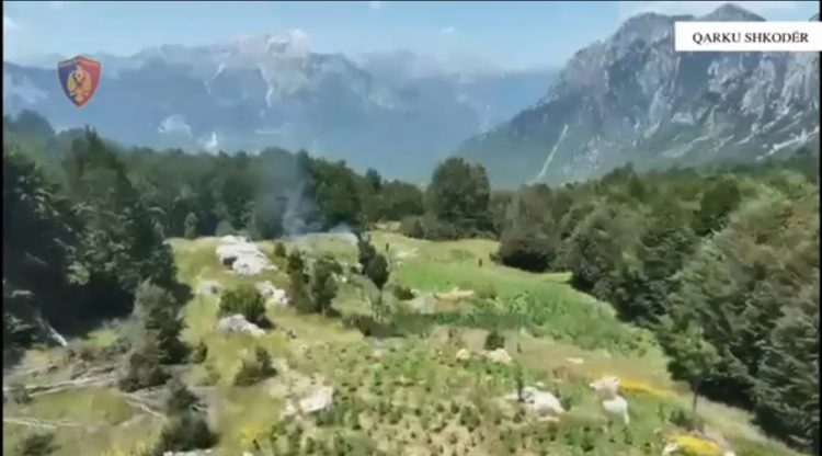 Asgjësohen mbi 8 mijë rrënjë kanabisi në qarkun e Shkodrës