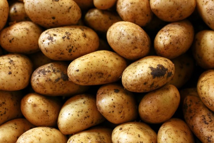 Pas qepës dhe grurit, fermerët e Korçës po shesin nën kosto edhe pataten