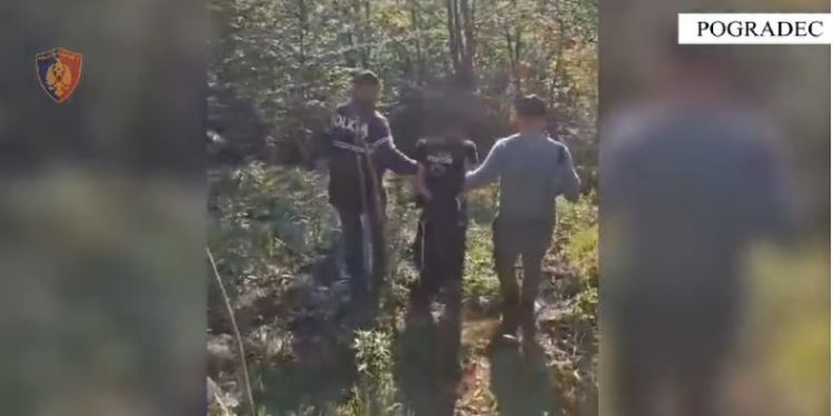 Asgjësohen mbi 600 bimë narkotike kanabis në Pogradec, vihet në pranga 31-vjeçari
