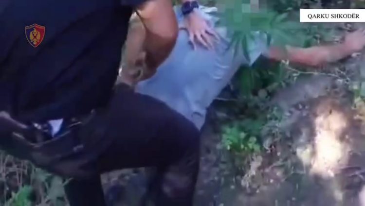 Megaoperacion antikanabis në Shkodër/ Sekuestrohen mbi 10 kg drogë, arrestohet 24-vjeçari