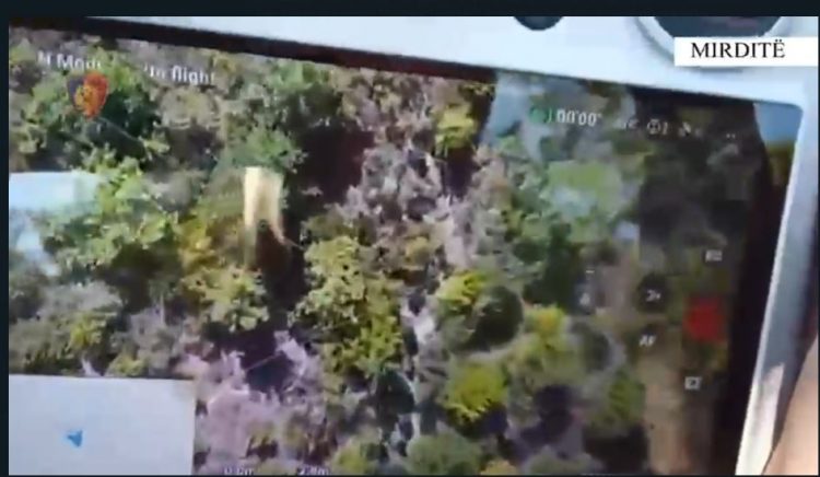 Operacion kundër kultivimit të drogës në Mirditë/ Një në pranga e një në kërkim, procedohet kryetari i fshatit dhe dy specialistë pyjesh