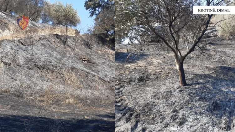 Ndezi zjarr në fshatin ku banonte dhe si pasojë u dogj sipërfaqja me 600 rrënjë ulliri, arrestohet 24-vjeçari