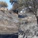 Ndezi zjarr në fshatin ku banonte dhe si pasojë u dogj sipërfaqja me 600 rrënjë ulliri, arrestohet 24-vjeçari