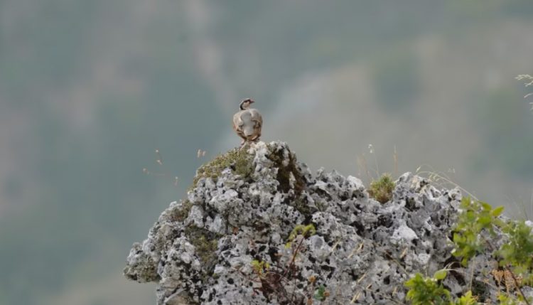 Gjuetia e paligjshme e Thëllëzës në Ballkan kërcënon ekzistencën e këtij lloji të zogjve