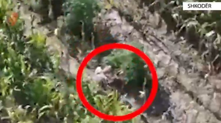 Kujdesej për bimët narkotike në mes të një parcele me misër, droni kap “mat” 67-vjeçarin në Shkodër
