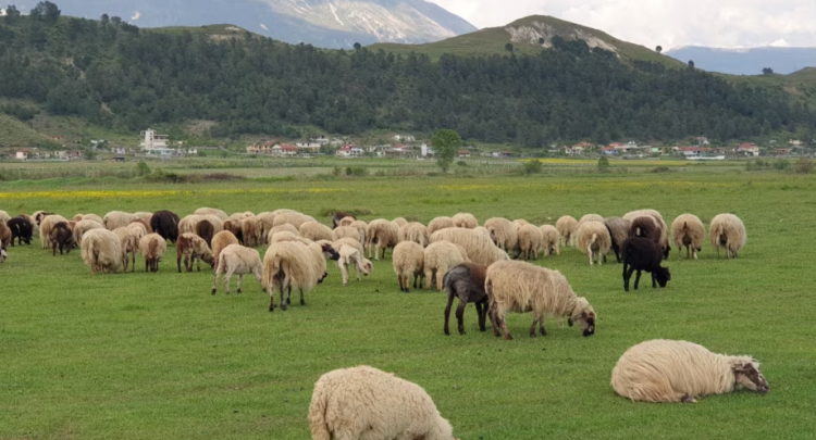 Shqipëria merr masa për të frenuar hyrjen nga Greqia të murtajës së bagëtive të imta