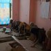 UNESCO: Regjimi taliban ua mohoi qëllimshëm shkollimin 1.4 milionë vajzave afgane 