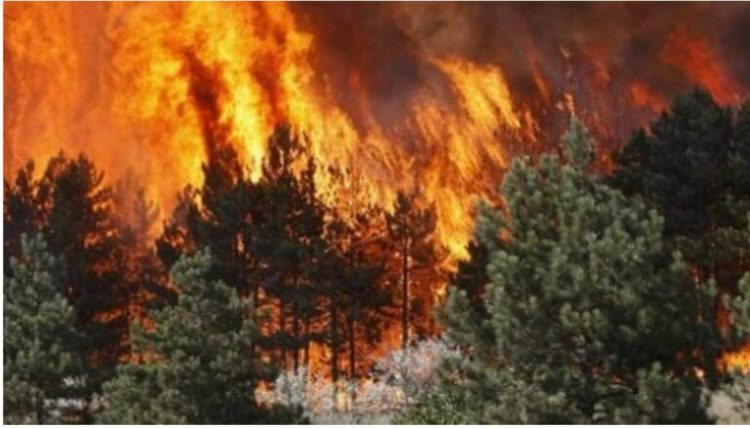 Flakët djegin mbi 20 hektarë pyje dhe ah shumëvjeçarë në Qafë-Shtamë