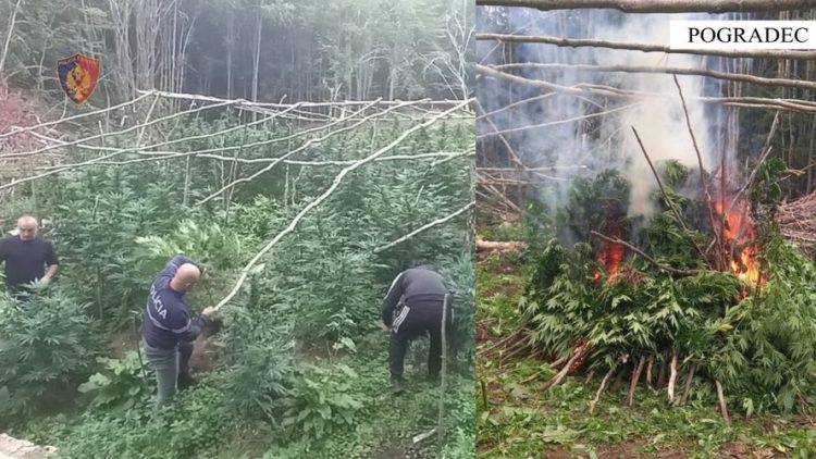 Kultivoi mbi 700 bimë kanabisi në Pogradec, arrestohet 31-vjeçari nga Lushnja