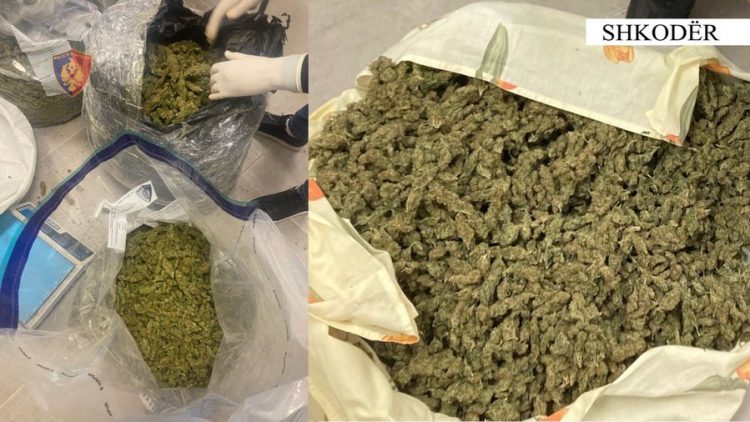Shkodër/ U gjet mbi 8 kg kanabis afër banesës së tij, arrestohet 66-vjeçari