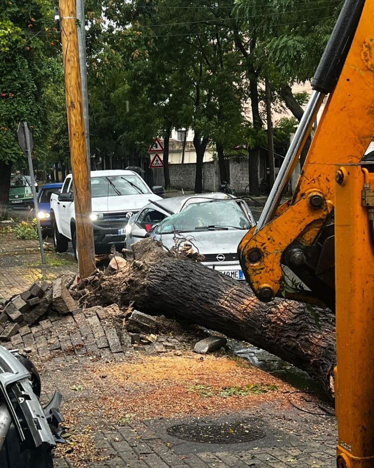 Moti i keq shkakton dëme në Shkodër/ Pemët e rrëzuara dëmtojnë makinat e parkuara