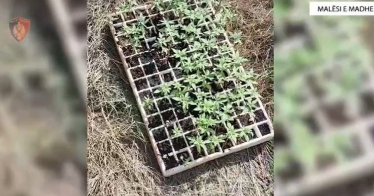 Malësi të Madhe/ Kultivoi kanabis në pronë publike, arrestohet 68-vjeçari