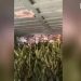 Shkodër/ Policia zbulon qindra bimë kanabisi në dy banesa të braktisura, arreston një person