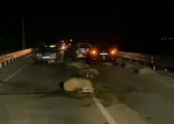 U plagosën 4 persona dhe mori para 37 bagëti, shoferi që bëri aksidentin në Levan-Qarr ishte i dehur 