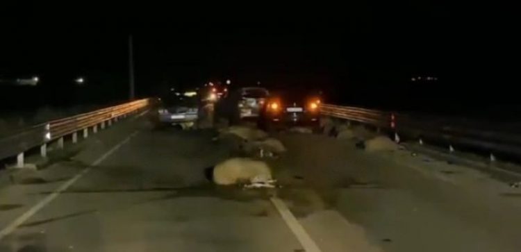 U plagosën 4 persona dhe mori para 37 bagëti, shoferi që bëri aksidentin në Levan-Qarr ishte i dehur