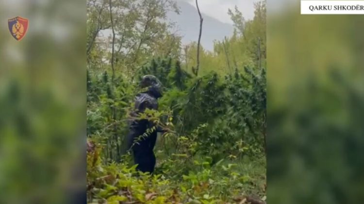 Asgjësohen 2532 bimë kanabisi në Shkodër