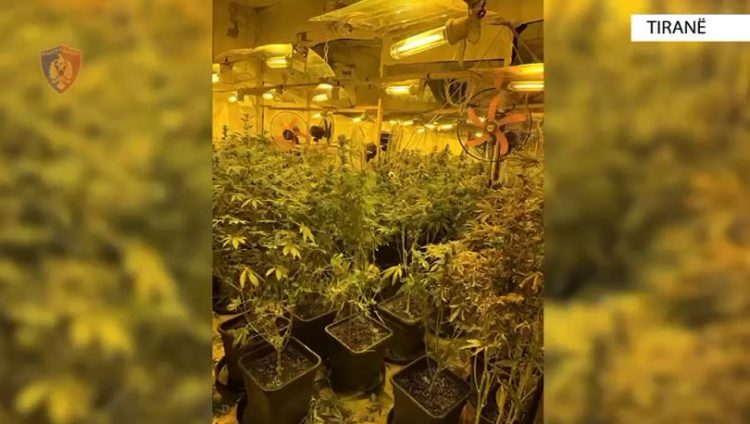 VIDEO/ Pamje nga magazina e kanabisit në Selitë, zbardhen emrat e 7 të arrestuarve