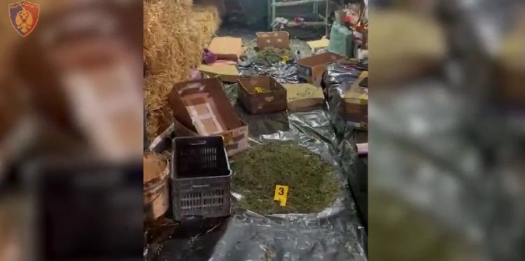 Zbulohet magazina me kanabis në Korçë, 4 të arrestuar e 1 në kërkim/ Nën hetim edhe 3 gra