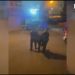 Shpërndante lëndë narkotike në Fresk dhe Xhamllik, arrestohet 28-vjeçari