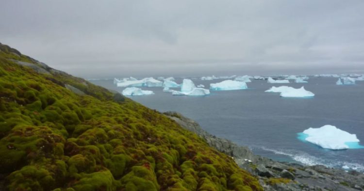 Shkencëtarët: Antarktida po gjelbërohet me një ritëm alarmant