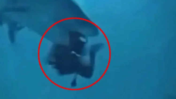 VIDEO/ Peshkaqeni përpiqet t’i hajë kokën turistit në Maldive