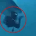 VIDEO/ Peshkaqeni përpiqet t’i hajë kokën turistit në Maldive