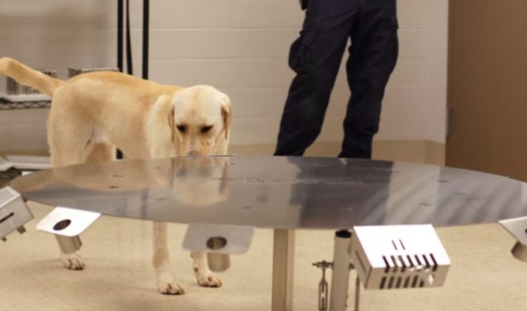 Bletët dhe qentë mund zbulojnë kancerin më shpejt se pajisjet