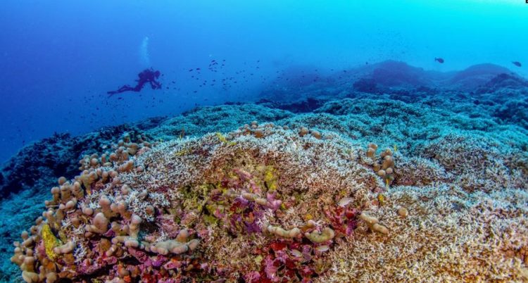 Shkencëtarët zbulojnë koralin më të madh në botë
