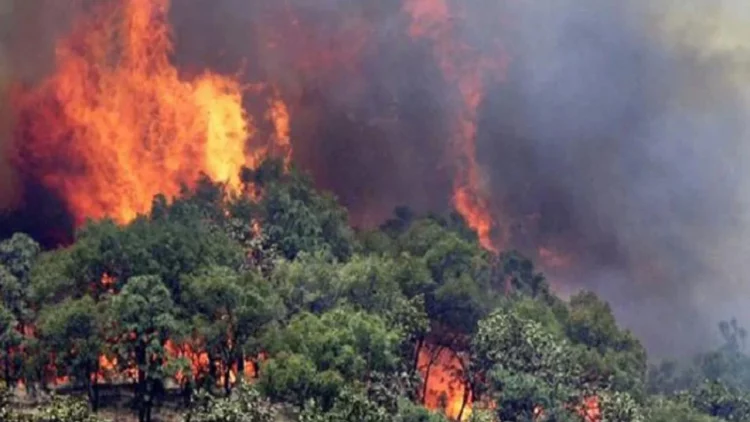 Zjarr në kufirin me Greqinë/ Vatra nisi në shtetin fqinj, forcat zjarrfikëse drejt vendngjarjes