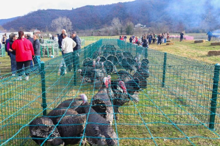 Hapet tregu i gjelave të detit në Baldushk, Veliaj: Më i miri për festat
