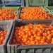Mandarinat shqiptare me pesticide, shtohen kontrollet 