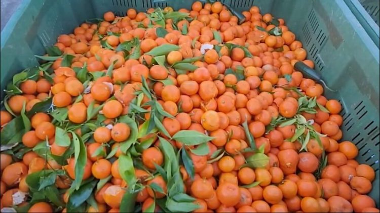 Përmbanin pesticide të ndaluara, BE kthen pas mbi 2 ton mandarina shqiptare 