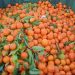 Përmbanin pesticide të ndaluara, BE kthen pas mbi 2 ton mandarina shqiptare 