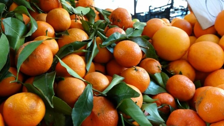 Mandarinat me mbetje pesticidesh të ndaluara, eksperti Resuli: Tregon dështim të sistemit të kontrollit të ushqimeve