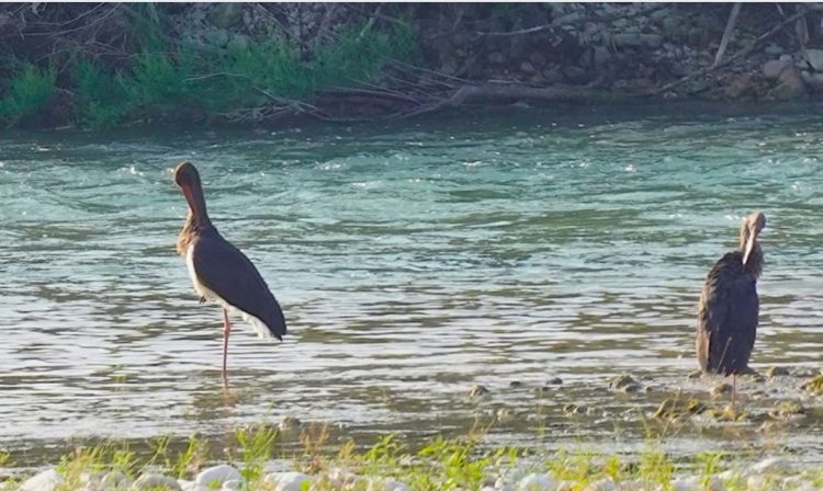Ndryshimet e klimës sjellin dukuri të pazakonta për shpendët e ujit në Shqipëri