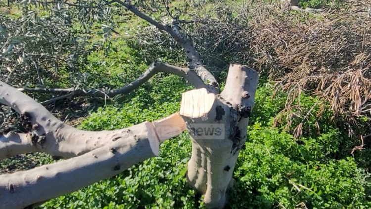 I prenë 350 rrënjë ullinj, qytetari në Lushnje: Këtu as punohet, as jetohet më