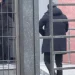 Ermal Hoxha paraqitet në SPAK, nipi i ish-diktatorit ka qenë i dënuar për laboratorin e Xibrakës