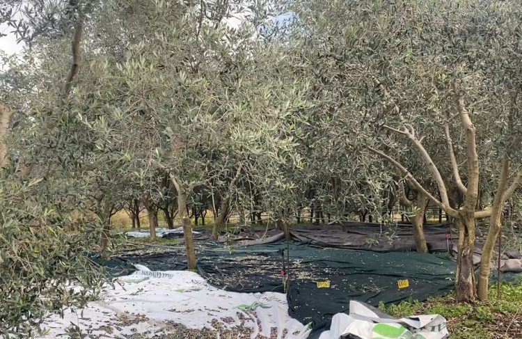 Përpunimi i ullirit në Libohovë, nga tradita tek inovacioni