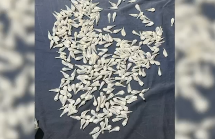 Kamuflohej si taksist dhe shiste kokainë, arrestohet 54-vjeçari në Tiranë