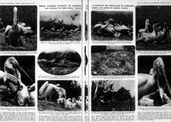 1934/ Fotografitë ekskluzive të një kolonie pelikanësh në Shqipëri, realizuar nga natyralisti i njohur austriak, Hugo Adolf Bernatzik