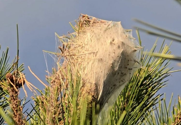 Dëmtohen pishat e zeza në Llogara, ja çfarë dyshohet