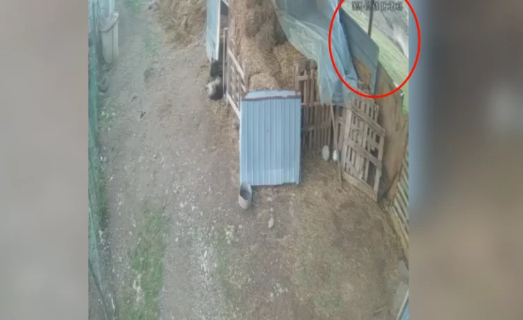 Kosovë/ Publikohen pamjet e shembjes së banesës ku humbën jetën 3 të miturit