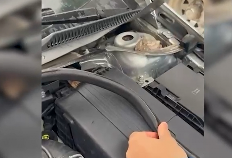 Iu gjetën 1890 fara kanabisi në kofanon e automjetit, arrestohet 26-vjeçari në Krujë