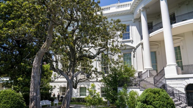 Magnolia e Andrew Jackson do të hiqet nga Shtëpia e Bardhë, Trump njofton se pema shekullore do të pritet