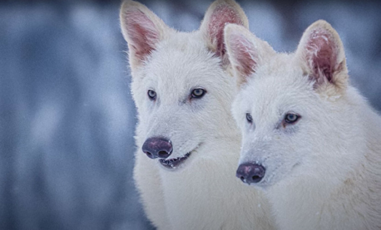 Shkencëtarët ringjallin ujqërit e zhdukur mijëra vite më parë