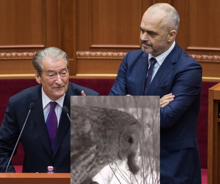 “Kush është bufi dhe kush është miu?”/ LaCivita publikon videon në prag të nisjes së fushatës së PD